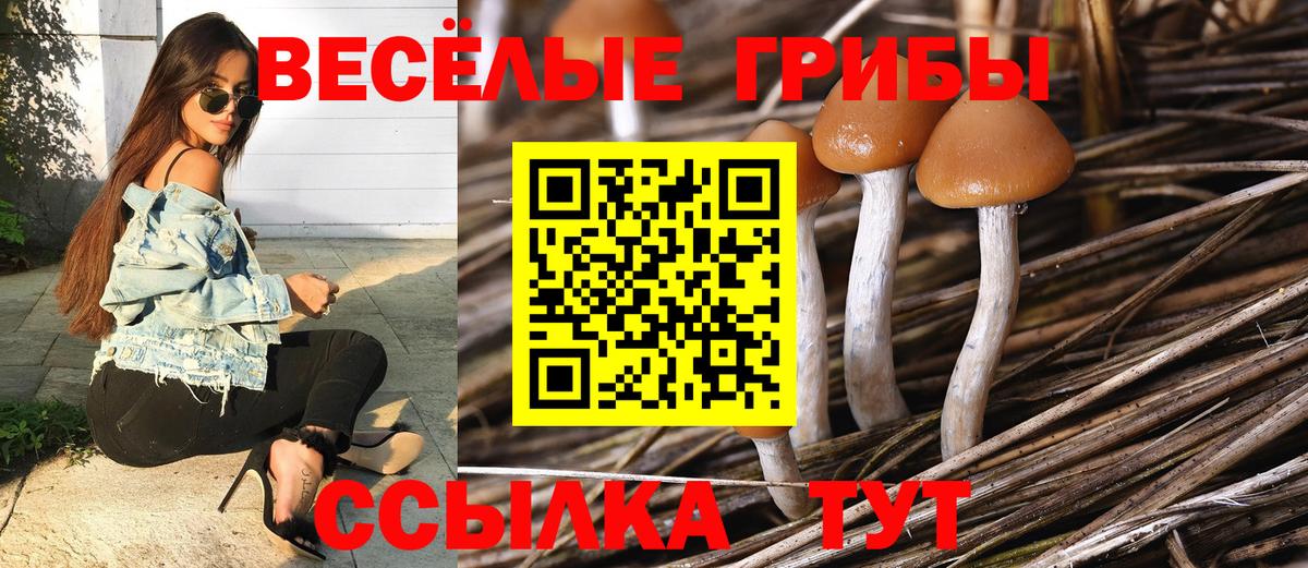 Галлюциногенные грибы Cubensis Кингисепп